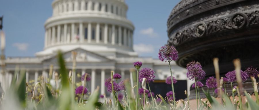 The US Capitol dome behind purple allium flowers