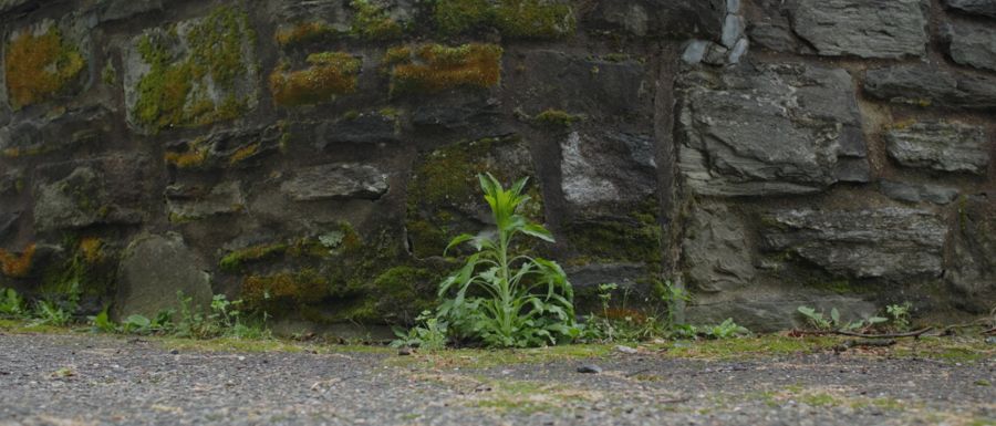 A weed growing at the base of a mossy stone wall
