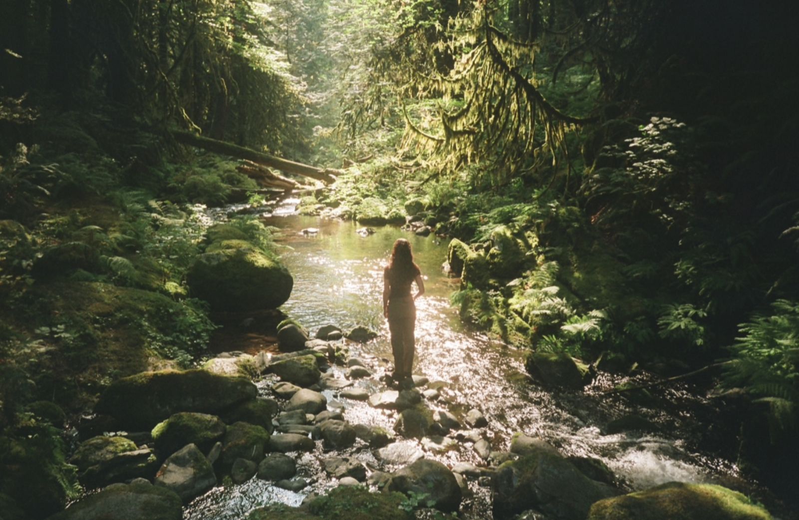 A figure standing in a rainforest creek in dappled light