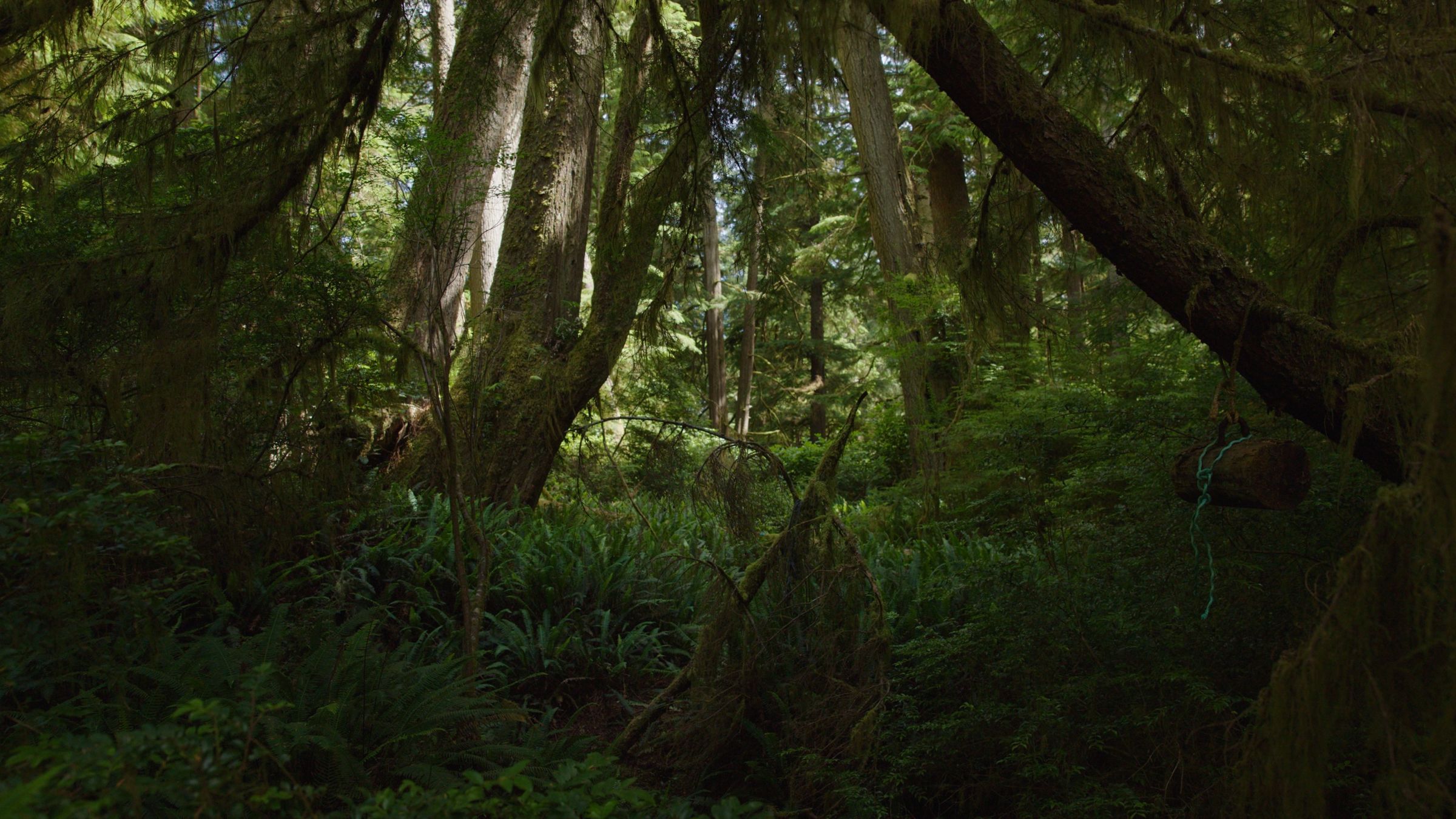 Old-growth cedars and ferns in a shaded coastal rainforest