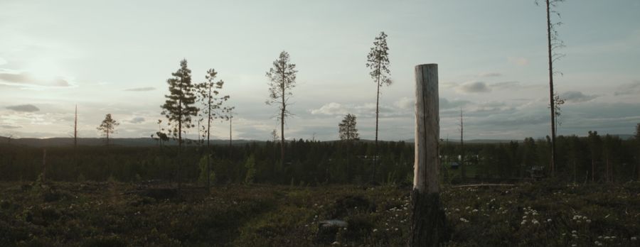 A clear-cut at dusk with a few thin pines left standing