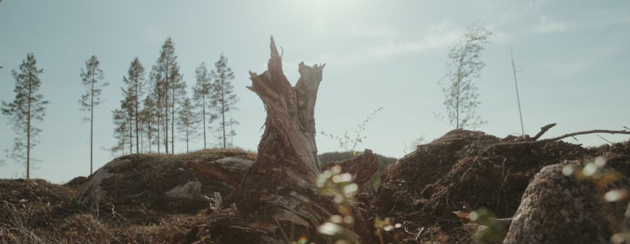A broken stump in a clear-cut with young pines behind