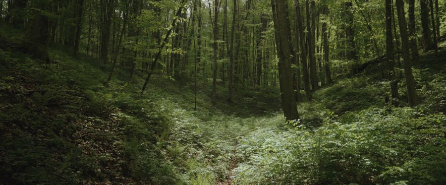 Sunlight in a forested valley