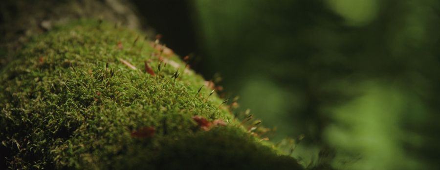 Moss on a fallen log in soft light