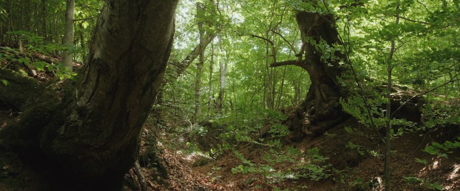 Ancient trunks in an old-growth beech forest